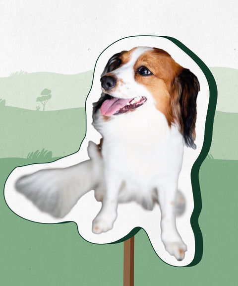 Limoment Teammitglied Data ist ein Kooikerhondje und der Bürohund von Limoment.